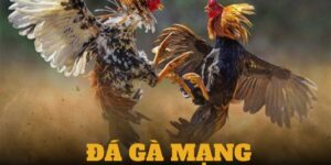 Đá Gà Mạng 8day - Trải Nghiệm Hấp Dẫn Cho Người Chơi Đam Mê